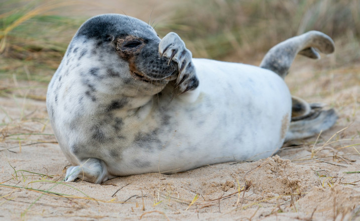 Morston seals